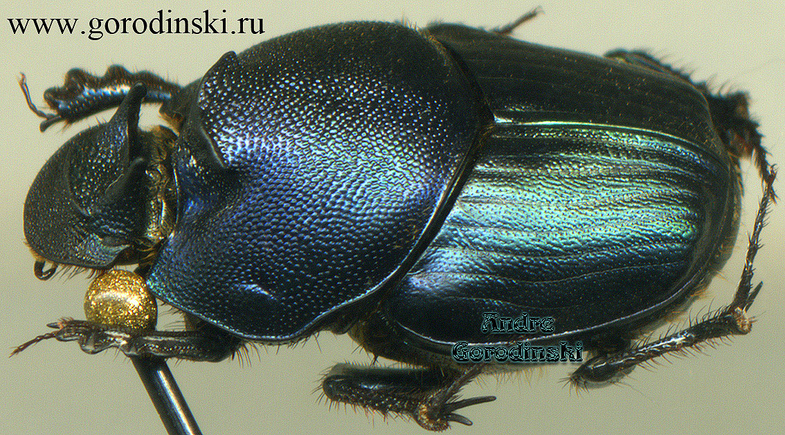 http://www.gorodinski.ru/copr/Onthophagus amplexus.jpg